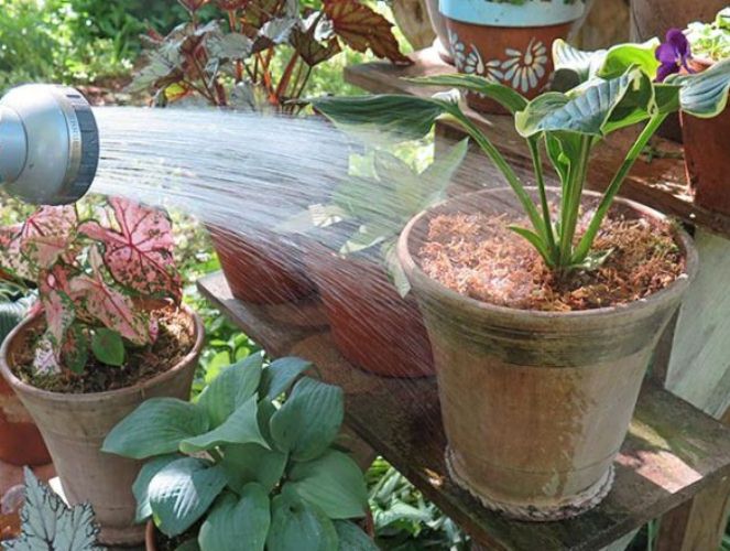 regar plantas en maceta
