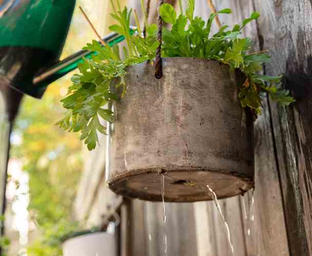 regar plantas en maceta cuanta agua