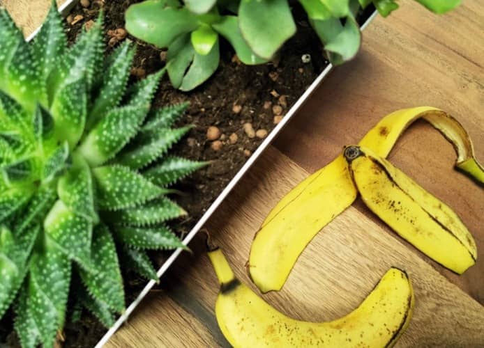fertilizar suculentas con cascaras de banana