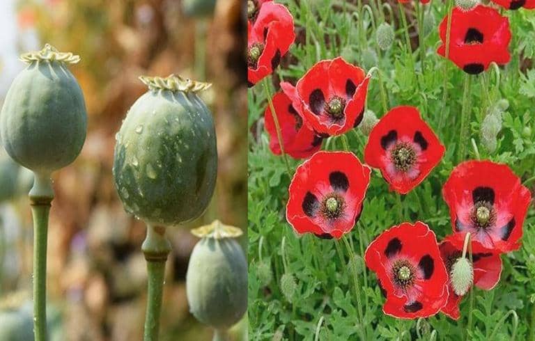 cultivar ampola