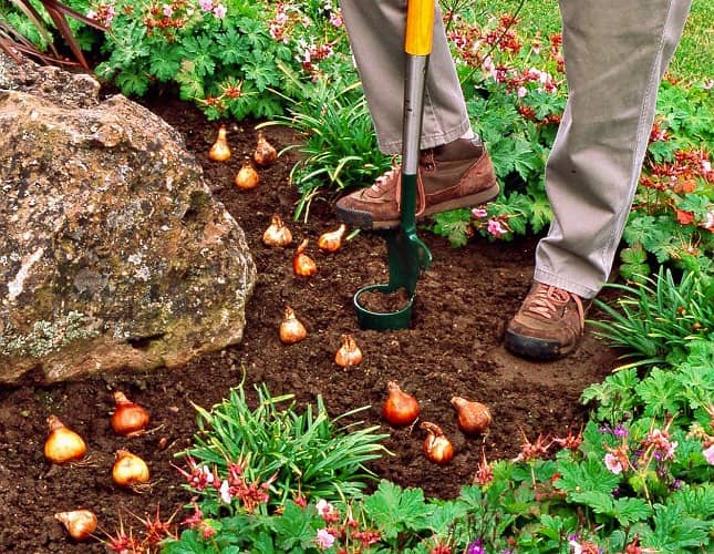 para plantar bulbos jóvenes en el jardín