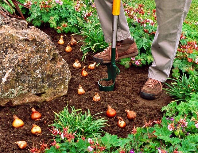 7 consejos para plantar bulbos jóvenes en el jardín - Eco Jardín Mágico