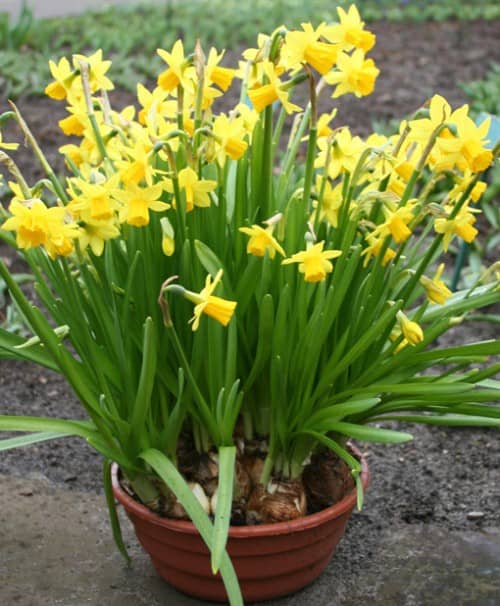 Tipos de Bulbos Florales ideales para plantar en Macetas - Eco Jardín Mágico