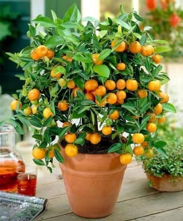 mandarinas en maceta cultivar