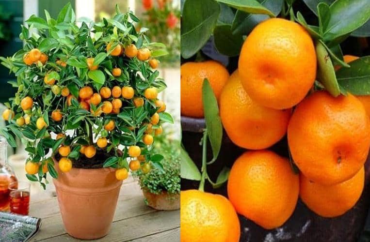 cultivar mandarinas en maceta