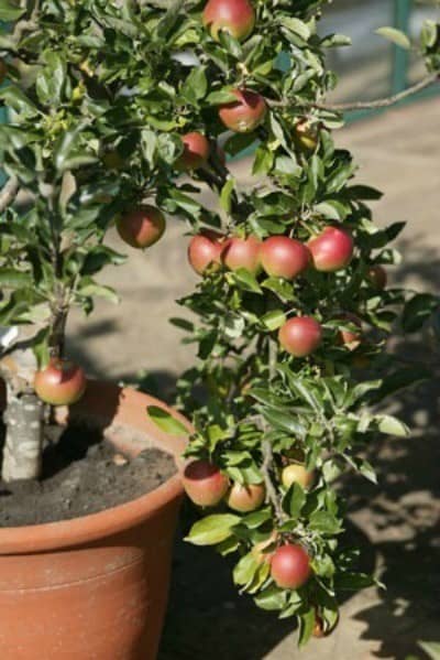 Favor Río arriba Vicio Cómo cultivar Manzanos en Maceta y sus cuidados - Eco Jardín Mágico