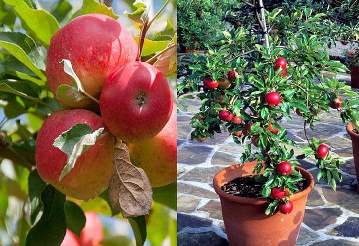 cultivar manzana en maceta