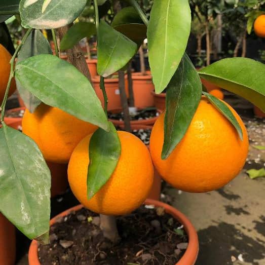 cuidar naranjo en maceta