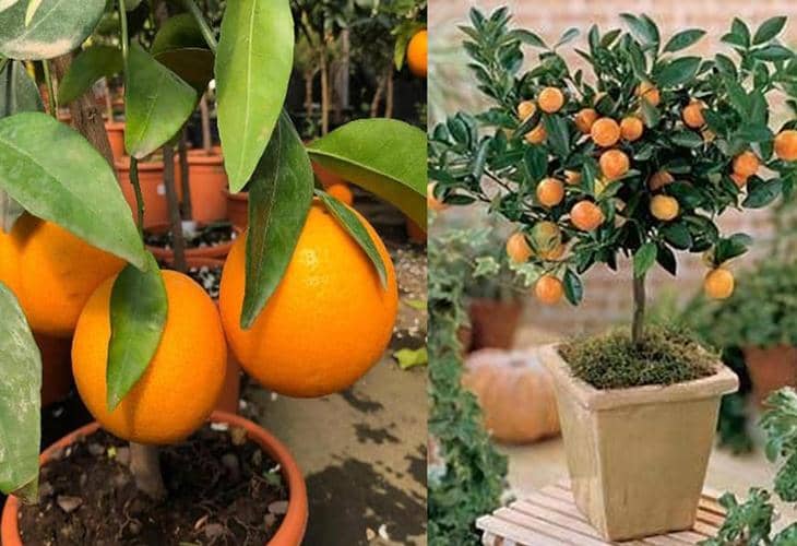 cultivar naranjas