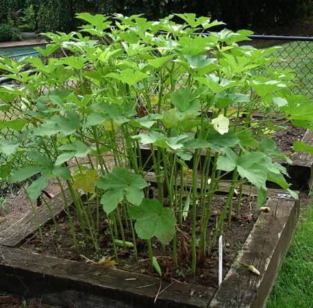 cultivar okra en el jardín