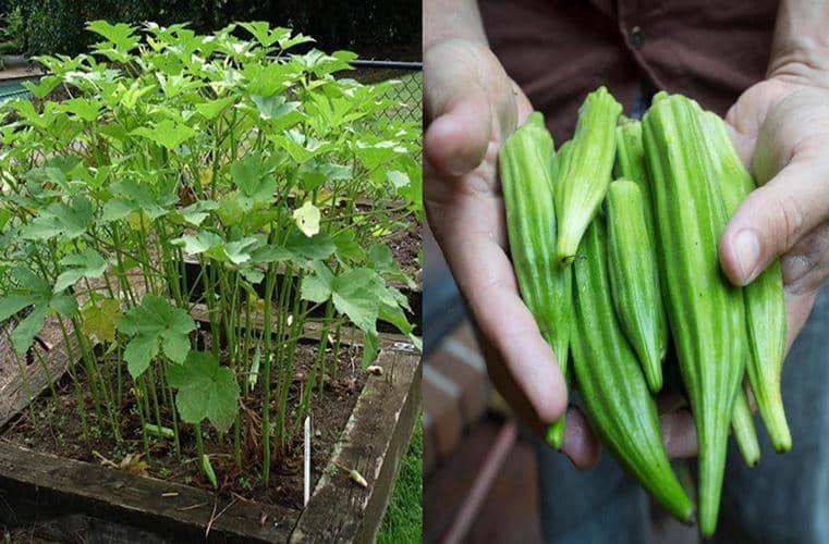 cultivar okra