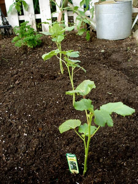 cultivar okra