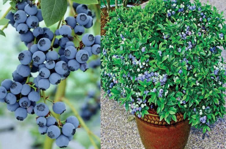 cultivar arándanos en maceta