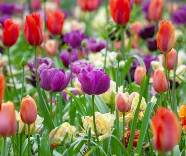 cuidados de los tulipanes