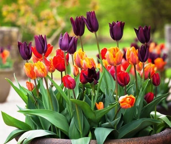 cultivar tulipán