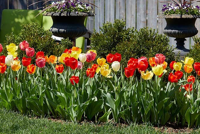 cultivar tulipanes en el jardín