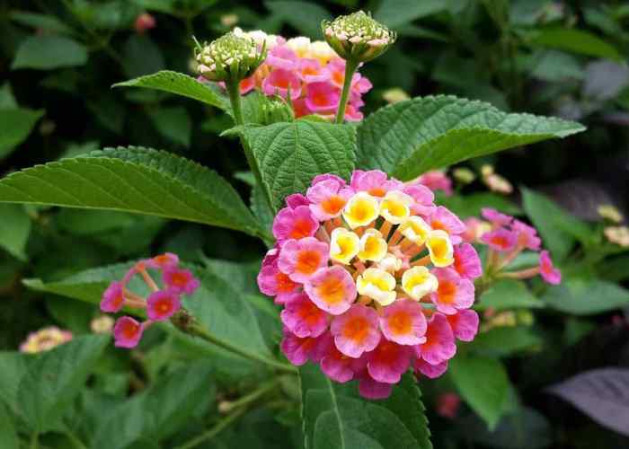sembrar y cultivar lantana