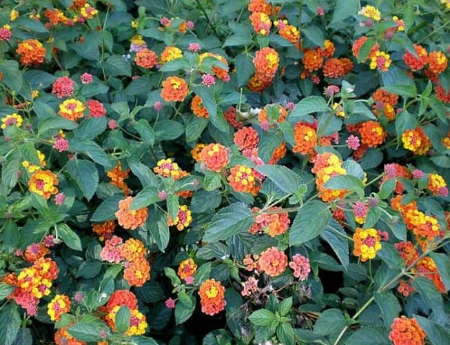 cultivar lantana en el jardín