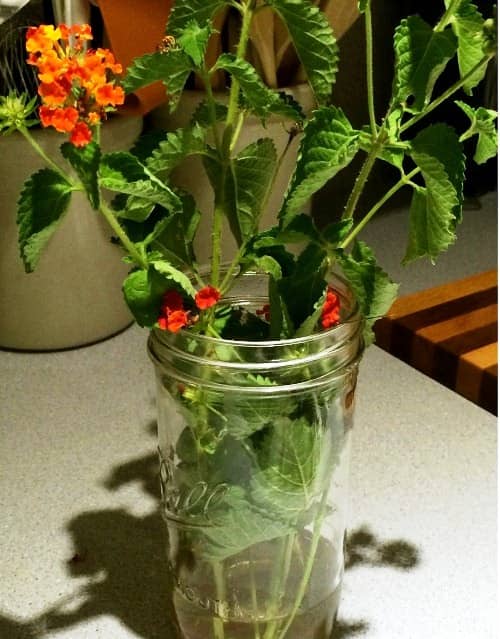 esquejes de lantana