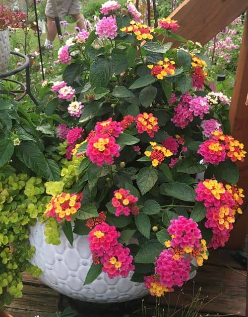 cultivar lantana en maceta