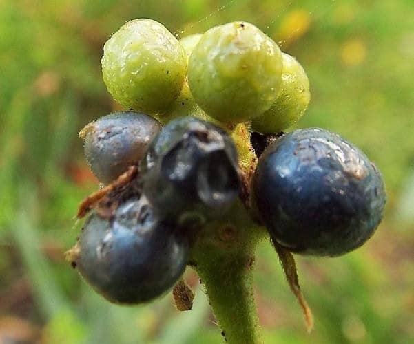sembrar lantana