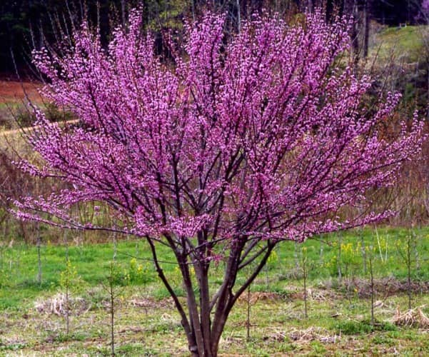 cuidados del árbol de amor