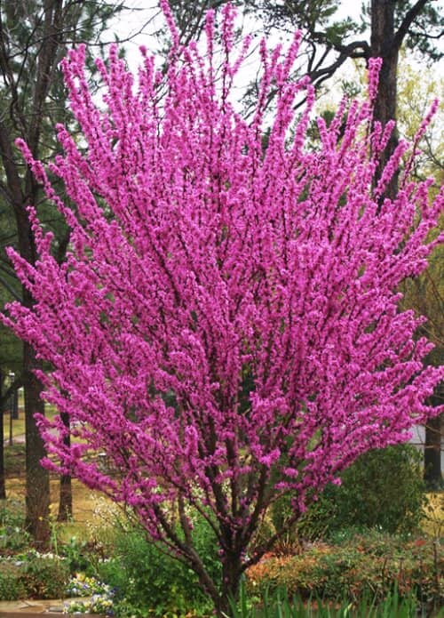 dónde cultivar un árbol del amor