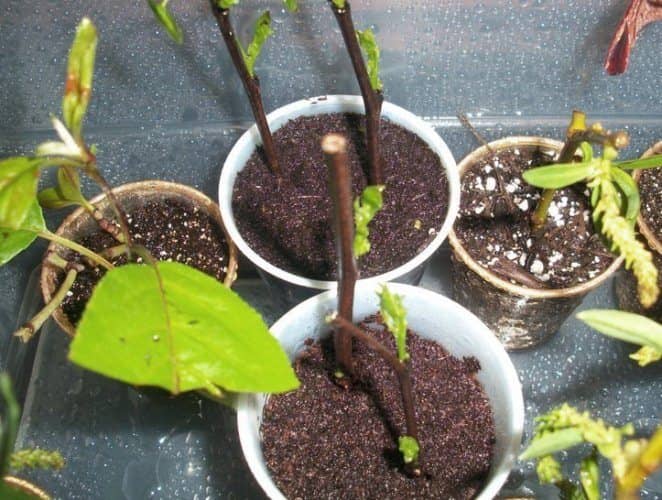propagar esquejes de un árbol del amor