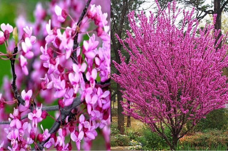 cultivar árbol del amor