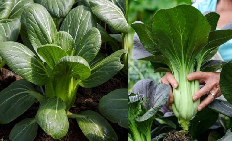 cultivar bok choi en maceta