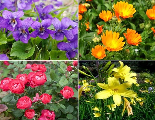 10 Flores Comestibles fáciles de cultivar en casa - Eco Jardín Mágico