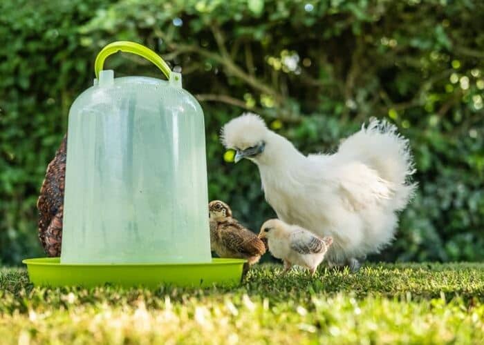 agua para gallinas