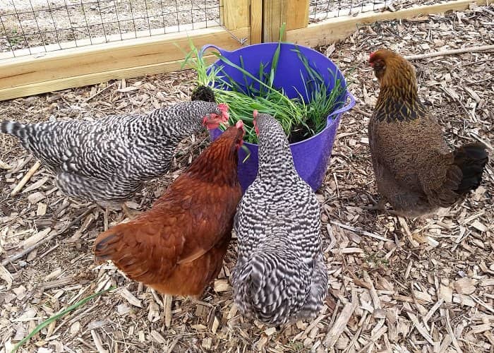 alimentar bien a las gallinas