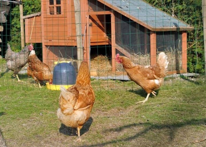 las gallinas necesitan espacio para crecer