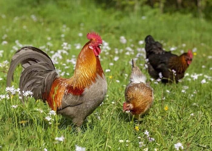 reducir el estrés de las gallinas
