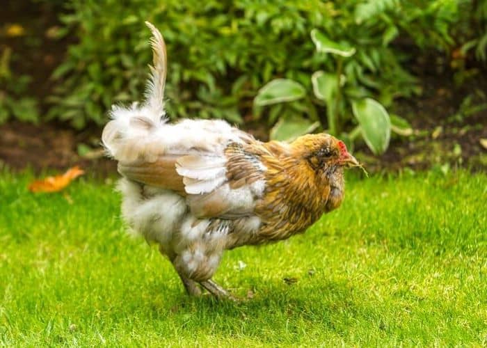 gallina muda de plumas