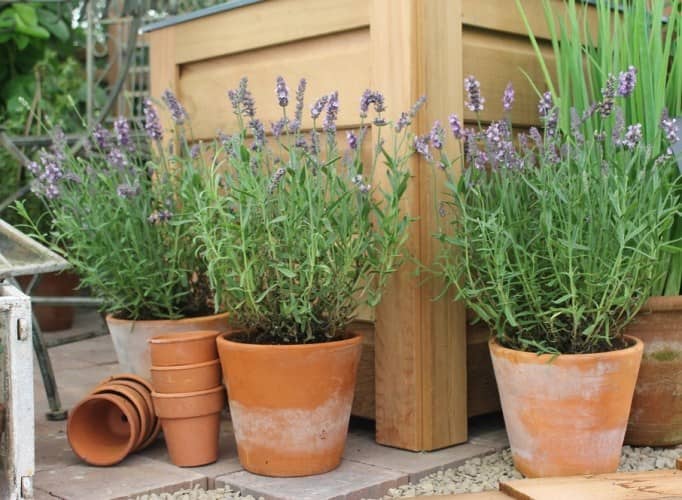 Cómo cultivar Lavanda en Maceta y sus cuidados - Eco Jardín Mágico