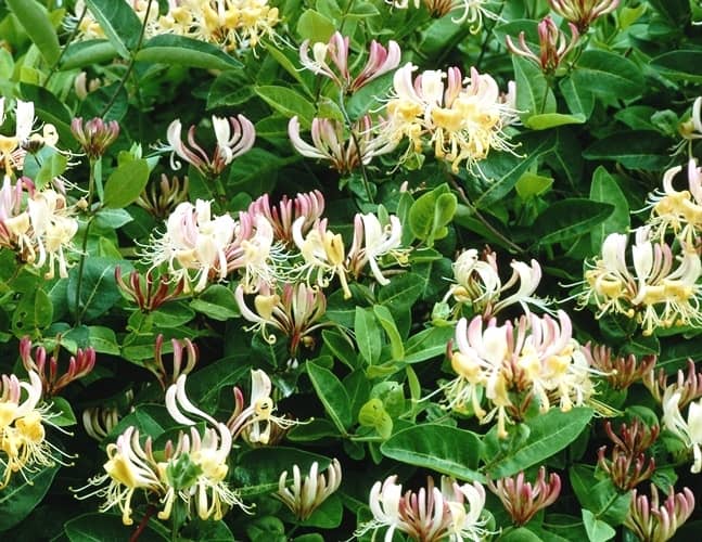 plantas trepadoras para el jardín