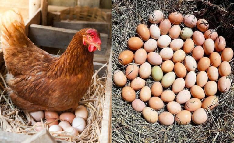 Matemático Barra oblicua refugiados 9 Consejos para lograr que las Gallinas pongan huevos asiduamente - Eco  Jardín Mágico