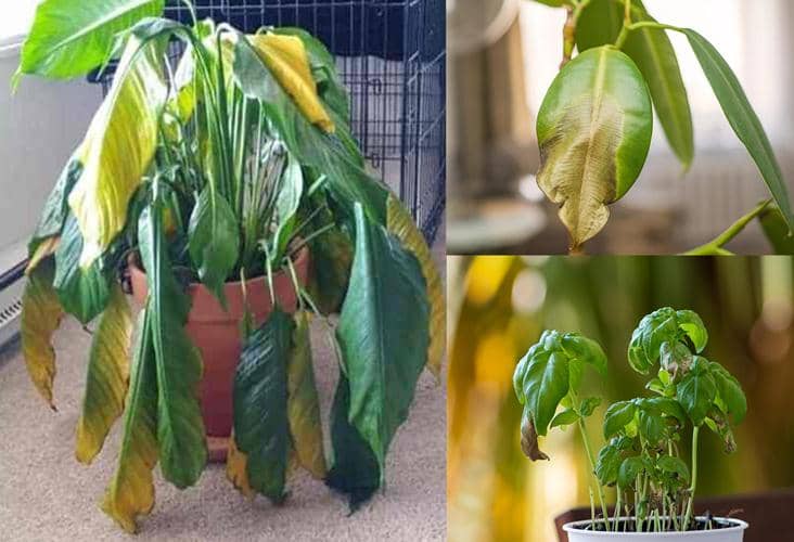 riego excesivo de plantas soluciones