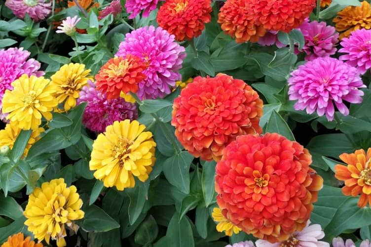 Cómo sembrar, cultivar Zinnia y sus cuidados - Eco Jardín Mágico