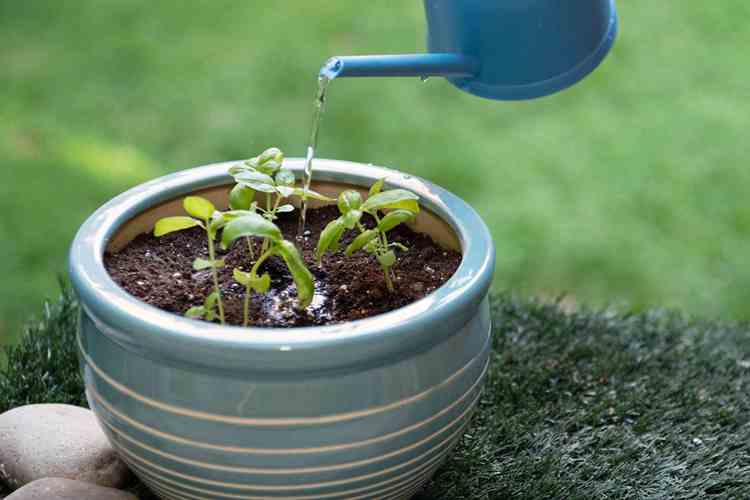 faire pousser du basilic en pot