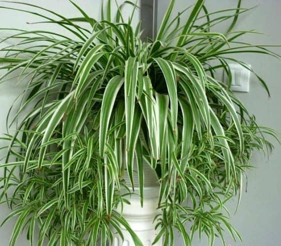 plantas que eliminan la humedad de la casa