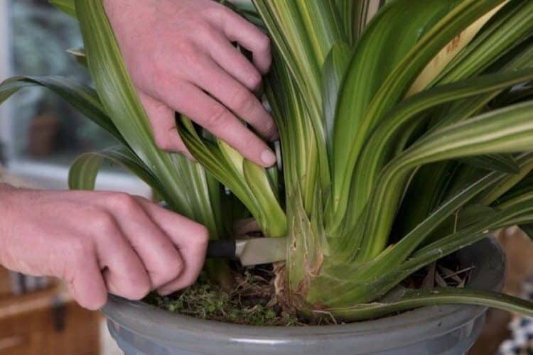 cultivar clivias por división
