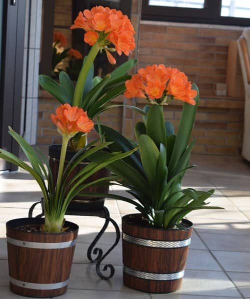 cultivar clivias en maceta