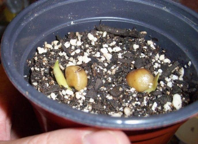 cultivar semillas de clivia