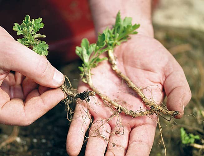 cultivar esquejes de cristemos