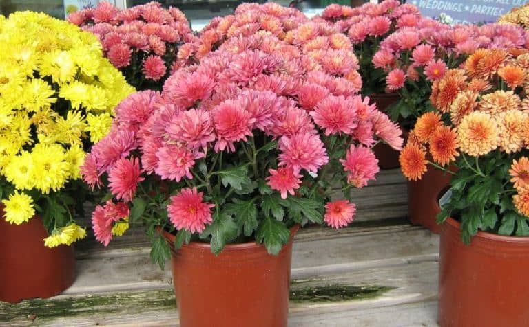 cultivar crisantemos en maceta