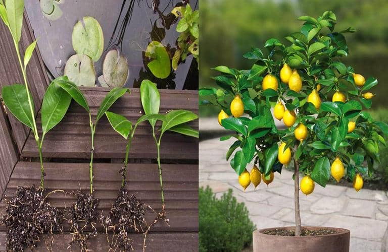 Cómo cultivar un Limonero a partir de esquejes (tallos) - Eco Jardín Mágico