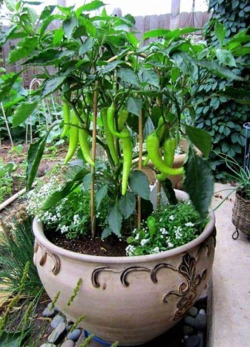 planter des poivrons dans un pot
